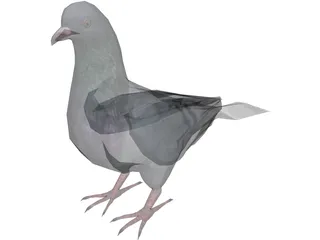 Pigeon 3D Model