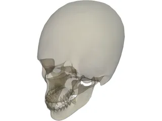 Skull 3D Model