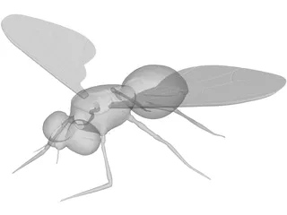 Fly 3D Model