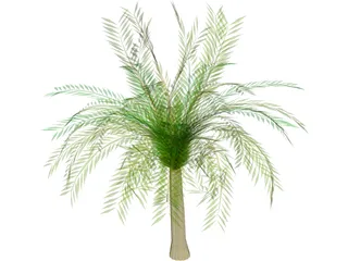 Palm Tree 3D Model