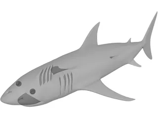 Shark White 3D Model