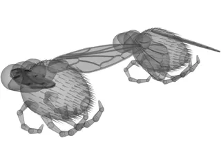 Fly 3D Model