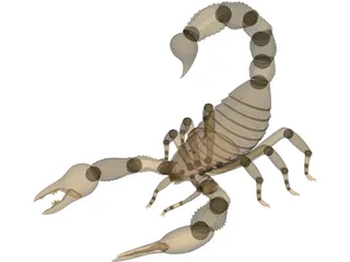 Scorpion - Buthidae Family - Hottentotta Species 3D Model