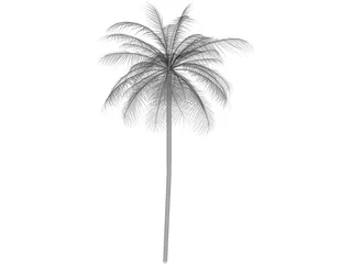 Palm Tree Caribean 3D Model