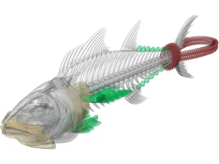 Tuna Fish Skeleton 3D Model