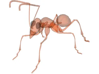 Ant 3D Model